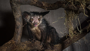 Lemur facts and knowledge, All about lemurs, Educational resource, Comprehensive guide HD wallpaper