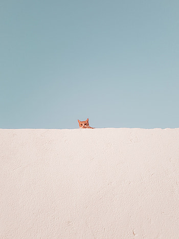 Minimalism, Funny, Cat, Wall, Peek Out, Look Out HD phone wallpaper