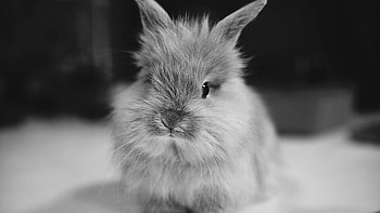 Lionhead, Bunnies HD wallpaper
