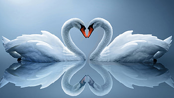Swans couple birds, White reflection water, Reflection water , Swans couple HD wallpaper