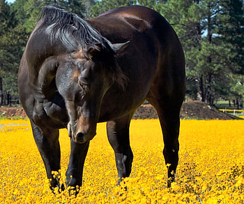 lovely horse in a spring field, animal, flowers, meadow, horse HD wallpaper