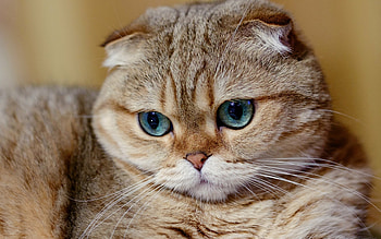 Chinchilla golden, Scottish Folds HD wallpaper