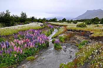 wild lupines, lupines, river, wildflowers, patagonia, nature, spring, mountains, water HD wallpaper
