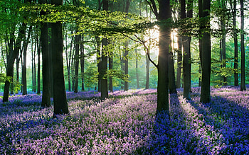Lavender flower forest, Nature scenery HD wallpaper