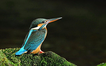 Animals, Bird, Sit, Color HD wallpaper