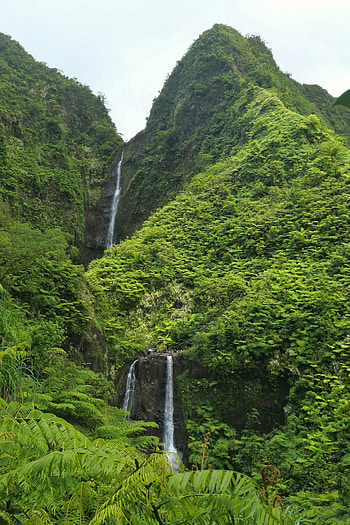 Plants, Nature, Rock, Waterfall, Flow, Stream HD phone wallpaper