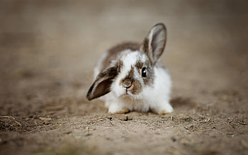 rabbit portrait, High-resolution fluff, Bunny beauty, Nature's pride HD wallpaper