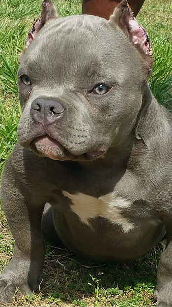 Pitbull Dog, American Pitbull HD phone wallpaper