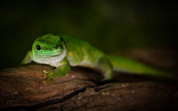 Animals, Madagascar, Macro, Wood, Tree, Lizard, Day, Gecko HD wallpaper
