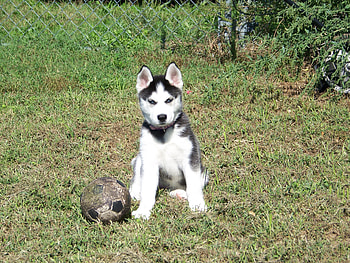 Husky, puppy HD wallpaper