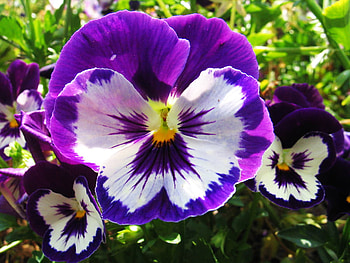 Flowers, purple, white, nature HD wallpaper