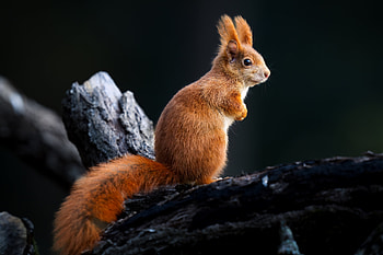 Squirrels, squirrel, animals HD wallpaper