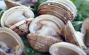 Seafood delicacy, background, Underwater life, Food HD wallpaper