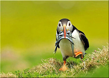 Fish Seller, cool, bird HD wallpaper