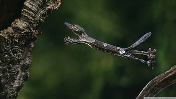 leaf tailed gecko, leaf, tail, lizard, gecko HD wallpaper