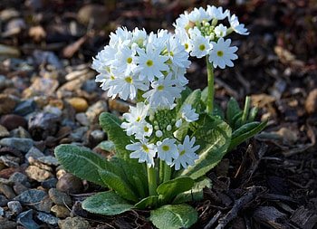 Flowers, Flower, Close-Up, Snow White, Primrose, Priming, Ground HD wallpaper