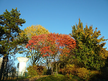 autumn, autum, forests, nature, france, creteil HD wallpaper