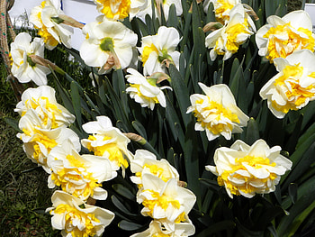 Flowers, Narcissussi, Greens, Flower Bed, Flowerbed, Spring HD wallpaper