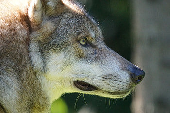 Animals, Muzzle, Predator, Wolf, Sight, Opinion, Wild HD wallpaper