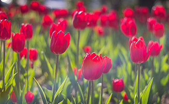 Flowers, Tulips, Close-Up, Flower Bed, Flowerbed, Spring, Sunny HD wallpaper