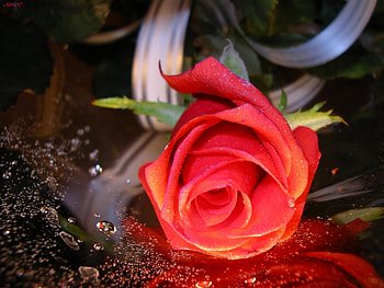Plants, Flowers, Roses, Postcards HD wallpaper