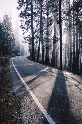 Nature, Trees, Road, Turn, Forest, Fog, Sunlight HD phone wallpaper