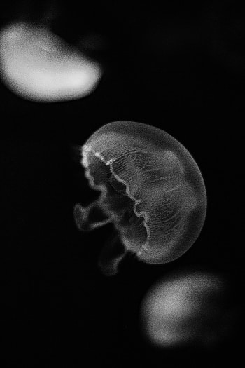 Animals, Jellyfish, Underwater World, Being, Creature HD phone wallpaper