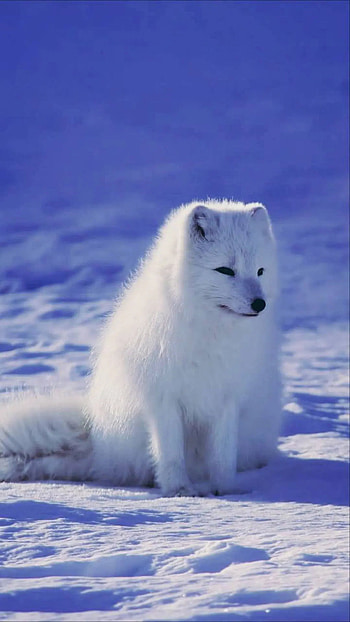Arctic fox, Android , backgrounds, 2022 release HD phone wallpaper