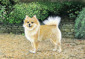 Pomeraian dog, sweet, animal, dog, kitten, puppy, painting, art HD wallpaper