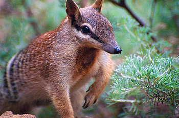 Numbat, animal, australian, marsupial HD wallpaper