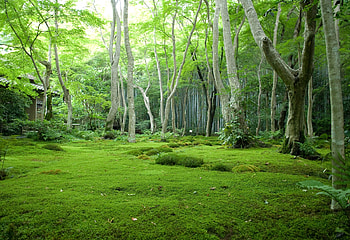 Nature, Trees, Grass, Forest, House, Moss, Glade, Polyana HD wallpaper