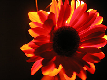 Backlit, lights, daisy, flower, nature, effects, orange HD wallpaper