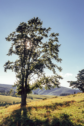 Landscape, Nature, Mountains, Wood, Tree, Human, Person, Sunlight, Meadows HD phone wallpaper