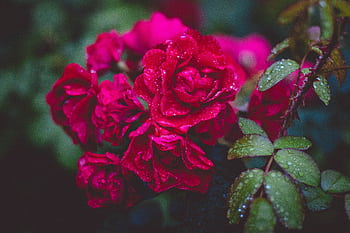 A close-up view of vibrant red roses adorned with fresh dewdrops, captured in a lush garden setting. HD wallpaper