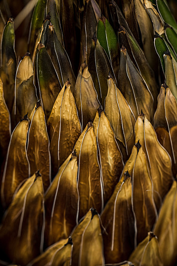 Leaves, Plant, Macro, Surface, Volume HD phone wallpaper