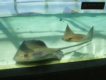 Stingray, fish, coral HD wallpaper