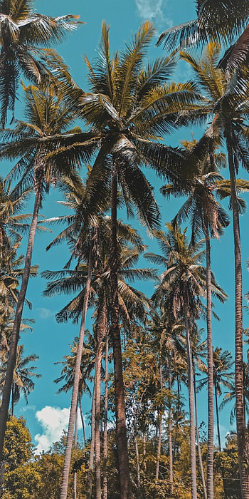 Aesthetic nature , , Captivating trees, Nature's ethereal beauty HD phone wallpaper