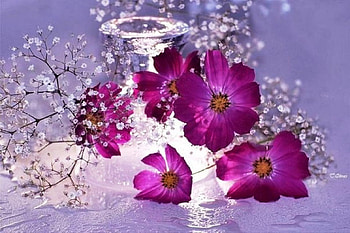 Purple flowers for my friend Barb (Fireangls4 ), purple, natural, abstract, graphy, petals, nature, flowers, beauty HD wallpaper
