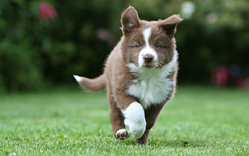 Border Collie, dog, animal, white, cute, run, puppy, brown, green, pet HD wallpaper