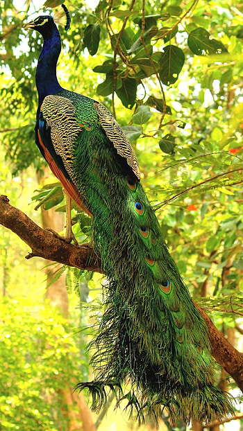 Peacock, Adorable Peacock bird HD phone wallpaper
