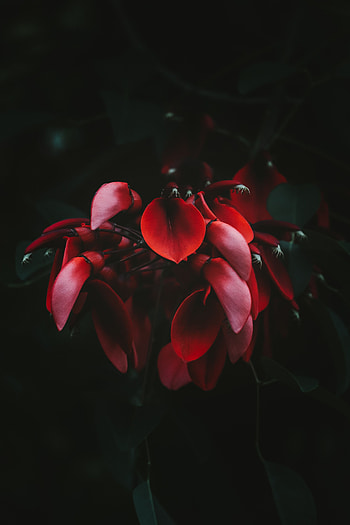 Flowers, Plant, Dark, Flowering, Bloom HD phone wallpaper
