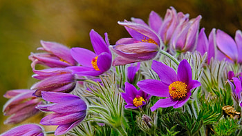 Primroses, blooming, purple, petals, blossoms, plants HD wallpaper