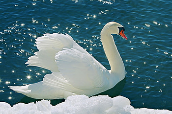 Swan, winter, blue, bird, snow, water, lake HD wallpaper