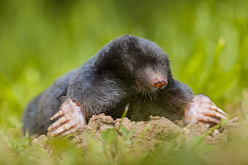Mole, Removal best way, Animal removal, Protect HD wallpaper