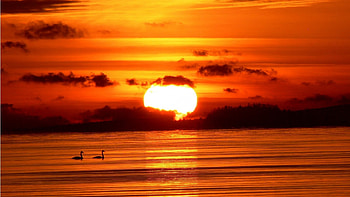 Reflecting, duck, birds, orange, lake, animals, yellow, clouds, water, sun, down HD wallpaper