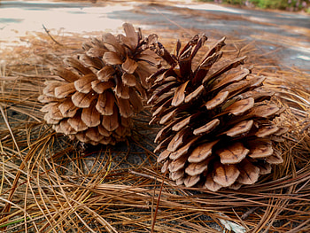 Nature, Cones, Needle, Pine, Needles HD wallpaper