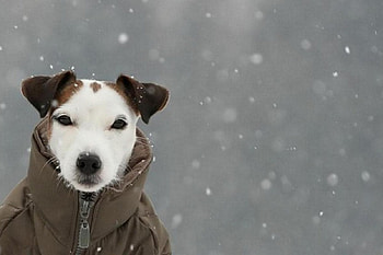 Dog, animal, coldly, snow, jacket, cute, funny, lovely HD wallpaper