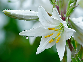 Plants, Flowers, Lilies HD wallpaper