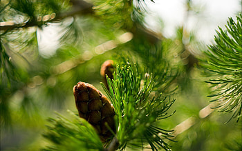 Nature, Macro, Branch, Bokeh, Boquet, Cone, Bump, Ate HD wallpaper
