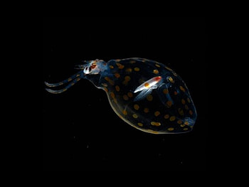 Transparent_Animal, sea, animal, , transparent, cool HD wallpaper